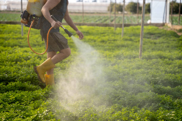 Best Best Pest Control Companies  in Dexter, MO
